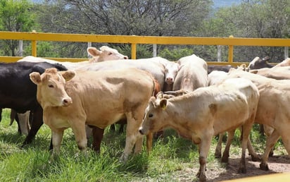 Ganado