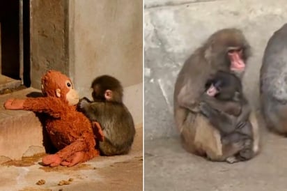virales VIDEO: Así fue el primer abrazo que recibió 'Punch', el mono bebé viral