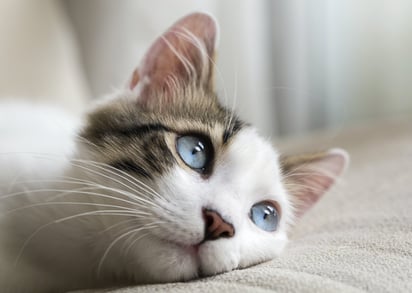 Día del Gato Día del Gato