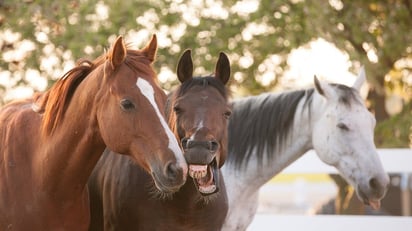 Resulta que los caballos no solo relinchan — silban