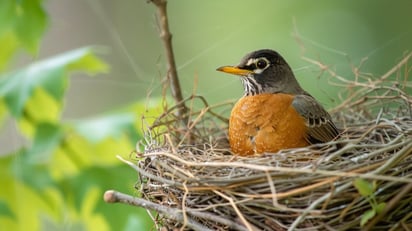 Cómo la práctica intensiva de la observación de aves puede favorecer la longevidad