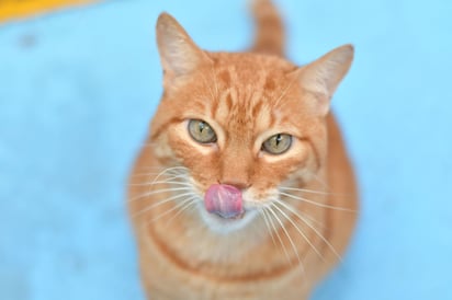 Detectan en Uruguay un hongo de origen brasileño que se transmite de gatos 