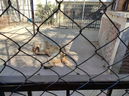 Hallan leones africanos y guacamayas sin permisos en Celaya