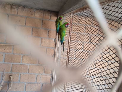 México