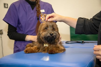 Las mascotas dan propósito a los adultos mayores