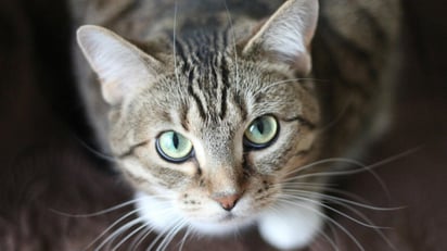 Alertan por la llegada en la región de un hongo que salta de gatos a humanos