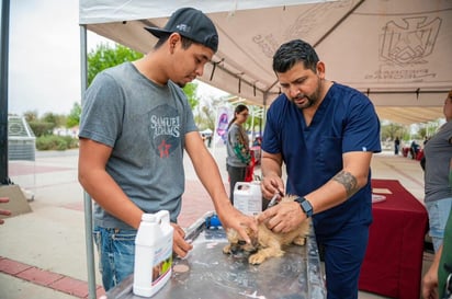 Respuesta favorable en jornada de atención animal Respuesta favorable en jornada de atención animal