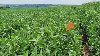 COSTOS El conflicto en Oriente Medio provoca un aumento de hasta 13% en precios de urea, afectando la disponibilidad de fertilizantes para agricultores globales.