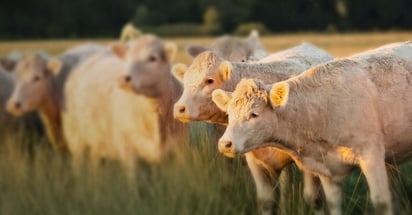 Confirman 10 casos de gusano barrenador en ganado de Jalisco