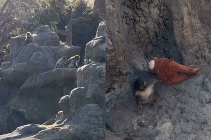 virales “Punch”, el mono viral de Japón, sigue sin aceptación en manada, confirma influencer