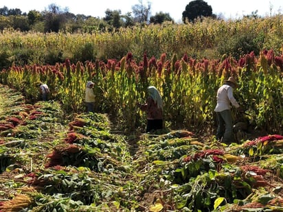 Alimentos