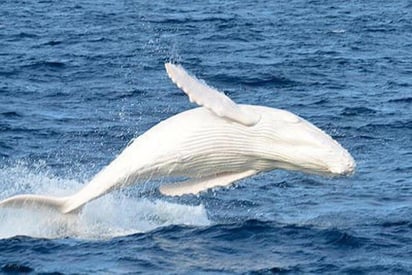 ballena 
