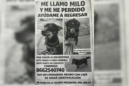 Buscan a Milo, chihuahua extraviado en la colonia Mezquital del Valle en Monclova