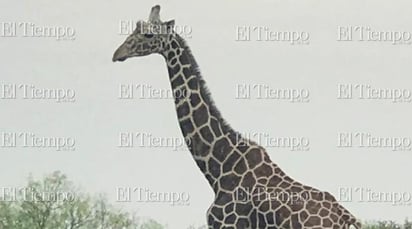 Fauna exótica