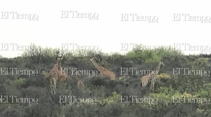 Fauna exótica