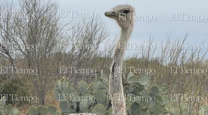 Fauna exótica