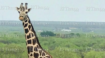 Fauna exótica