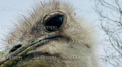 Fauna exótica