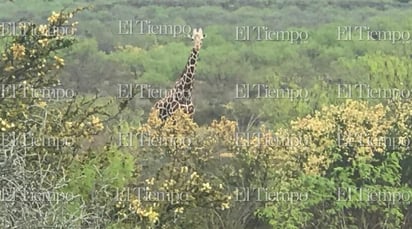 Fauna exótica