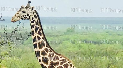 Fauna exótica