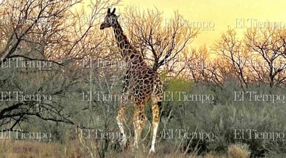 Fauna exótica