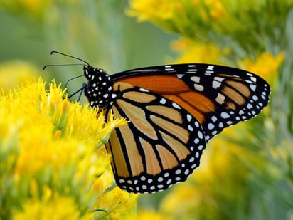 Mariposa monarca: Los observadores cuentan con espacios específicos que operan bajo normativas de conservación estrictas