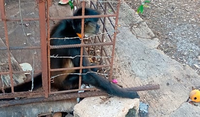 Ambiente: Incluyen aves canoras y de ornato, loros, reptiles, arácnidos y mamíferos