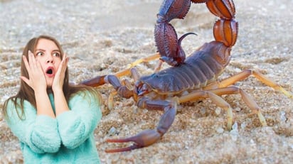 ENFERMEDADES La aparición de alacranes dentro del hogar suele aumentar en primavera y verano, ya que las altas temperaturas estimulan su actividad. En esta época, estos