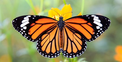 Mariposa monarca: El equipo de especialistas conocerá de manera precisa el desplazamiento en las colonias de hibernación y durante su migración