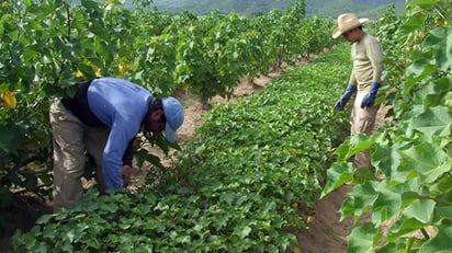 Campo Campo