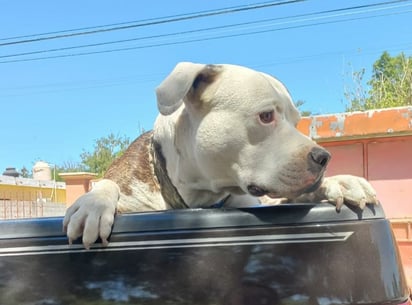 Región: Veterinarios se suman a jornada sin costo para controlar la sobrepoblación y proteger la salud pública.