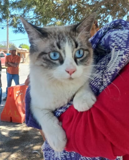 Región: Veterinarios se suman a jornada sin costo para controlar la sobrepoblación y proteger la salud pública.