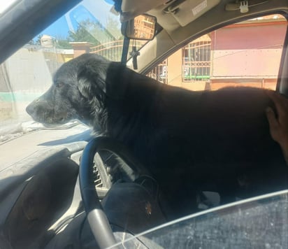 Región: Veterinarios se suman a jornada sin costo para controlar la sobrepoblación y proteger la salud pública.