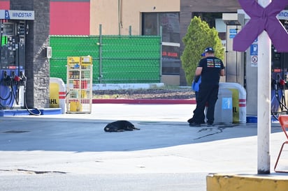 Temporada de calor: Entre sombra, agua y largas horas bajo el sol, los animales se adaptan a las condiciones extremas de la temporada