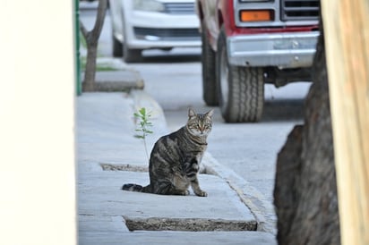 Temporada de calor: Entre sombra, agua y largas horas bajo el sol, los animales se adaptan a las condiciones extremas de la temporada
