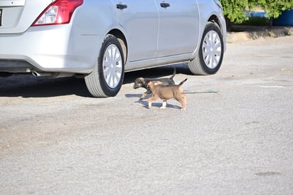 Temporada de calor: Entre sombra, agua y largas horas bajo el sol, los animales se adaptan a las condiciones extremas de la temporada