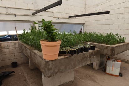 Adopta tu árbol Adopta tu árbol