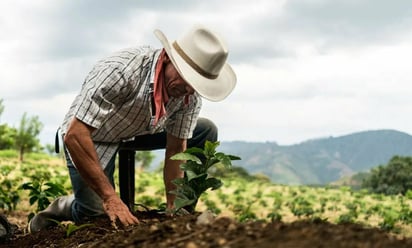 FERTILIZANTES Gobierno estatal busca aumentar beneficiarios ante alza global de insumos agrícolas por conflicto internacional. El aumento en el precio de los fertilizantes