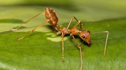 Inteligencia colectiva en la naturaleza: revelan cómo las hormigas “piensan” en grupo