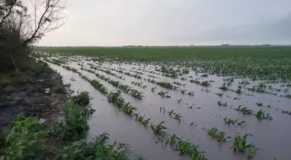 Lluvias benefician cultivo de sorgo y al sector agrícola Lluvias benefician cultivo de sorgo y al sector agrícola