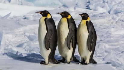 virales Pingüinos emperador en peligro de extinción por pérdida de hielo