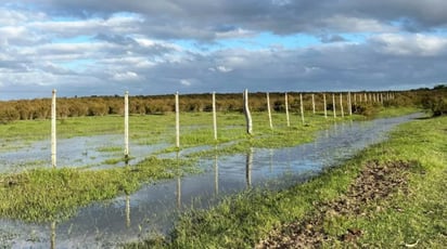 AGROCLIMA Las recientes lluvias en Sabinas mejoran condiciones del suelo en siete ejidos, impulsando el inicio del ciclo agrícola primavera-verano y beneficiando