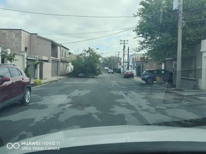 Árbol colapsa por lluvias y aplasta vehículo en Jardines del Valle de Monclova 