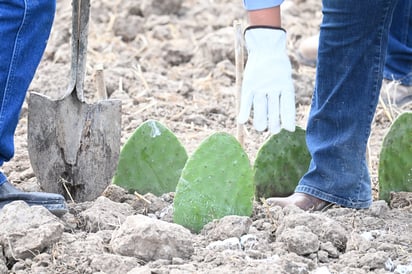 Region: Con el impulso de la alcaldesa Sari Pérez Cantú y la supervisión de la Universidad 
Autónoma Agraria Antonio Narro