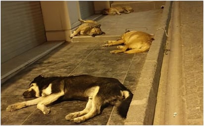 FGJEM investiga sacrificio de 10 mil perros en Tecámac