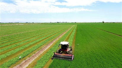 Productores de alfalfa en Mexicali exigen apoyo comercial