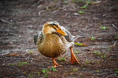 Medio ambiente: Ejemplares de esta especie, fueron captados durante su trayecto hacia el norte del continente.