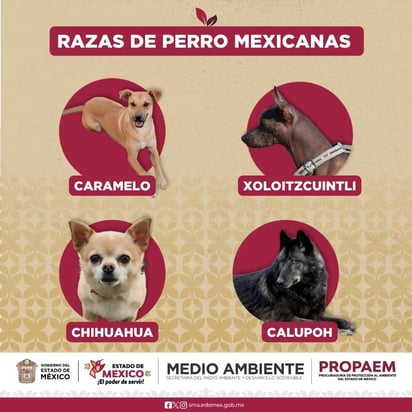 mascotas 