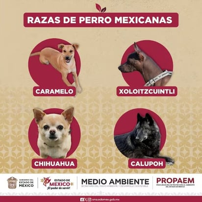 perro “Caramelo”