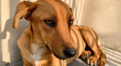 perro “Caramelo”